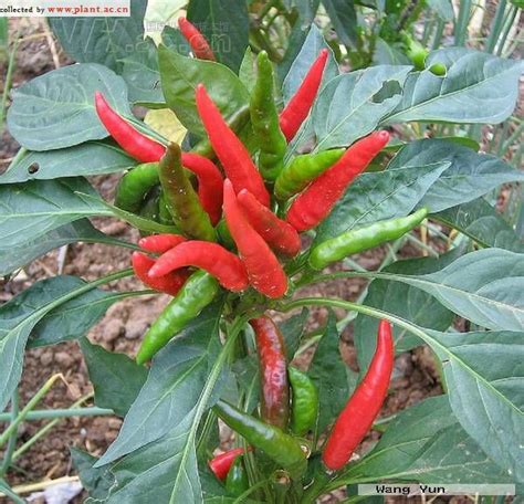 辣椒|Capsicum annuum